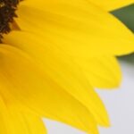 Girasole