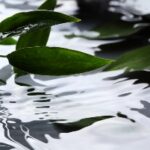 Acqua