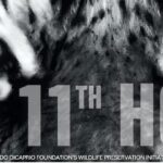 the 11th hour