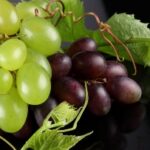 E' iniziata la vendemmia 2013