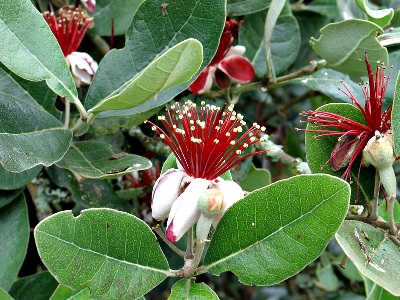 la Feijoia Sellowiana ha una polpa ricca di vitamine, che frullata e distribuita sul viso idrata la pelle