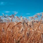 grano khorasan Kamut, il dossier presentato dai produttori