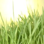 Tecnologie agricole verdi, Italia ok