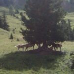 Biomasse forestali, bando della Regione Piemonte
