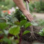 Agroalimentare green, accordo Consiglio nazionale delle ricerche e Istituto agronomico mediterraneo di Bari