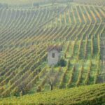 Patrimoni Unesco, ci saranno anche i paesaggi vitivinicoli di Langhe-Roero e Monferrato