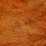 In arrivo lo stop all'Import di legno tagliato illegalmente