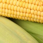 Ogm, distruzione per il campo di Colloredo, Udine