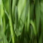 Lavoro, bene l'agricoltura
