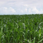 Imu agricola, slitta pagamento al 10 febbraio
