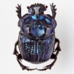 Ebbene sì, è nato il Museo della Merda