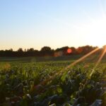 Cibo ed Expo, arriva il Manifesto della green economy per l’agroalimentare in occasione di Expo 2015