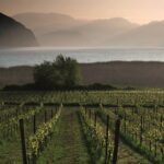 Vigneto Franciacorta
