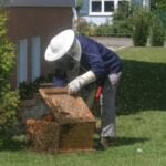 sono 1.560.000 gli alveari presenti in Italia con una produzione stimata intorno alle 12.500 tonnellate