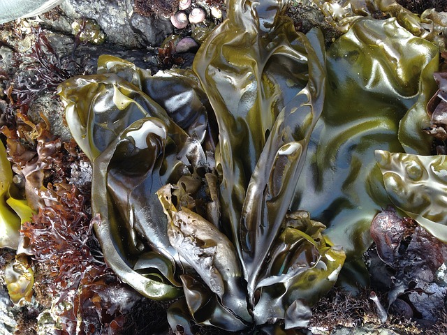 SNACK SALUTARI ALLE ALGHE CONTRO LA MALNUTRIZIONE: DUE GIOVANI ITALIANI CREANO “THE ALGAE FACTORY” 