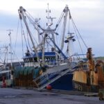 Pesca, c'è il decreto per il pesce spada