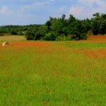 Agricoltura sociale, legge approvata in via definitiva