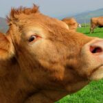 Agricoltura, 500 milioni dall'Europa per latte e carne. 28 all'Italia