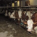Latte, c'è l'accordo sul prezzo tra industria e organizzazioni agricole