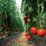 Aziende agricole, crescono quelle che scelgono di produrre biologico