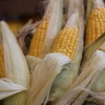 Ogm, in 19 li vietano in Europa