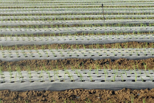 Irrigazione a goccia per l'agricoltura sostenibile