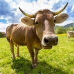 Latte, le richieste di Martina alla Ue