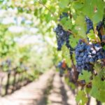 Lambrusco, la difesa dell'Emilia Romagna