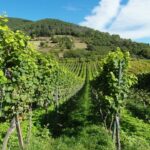 Vino, campagna 2014/2015. Erogati 336 milioni di fondi europei