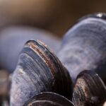 Cozze, antiossidanti e afrodisiache ma anche ... appiccisose