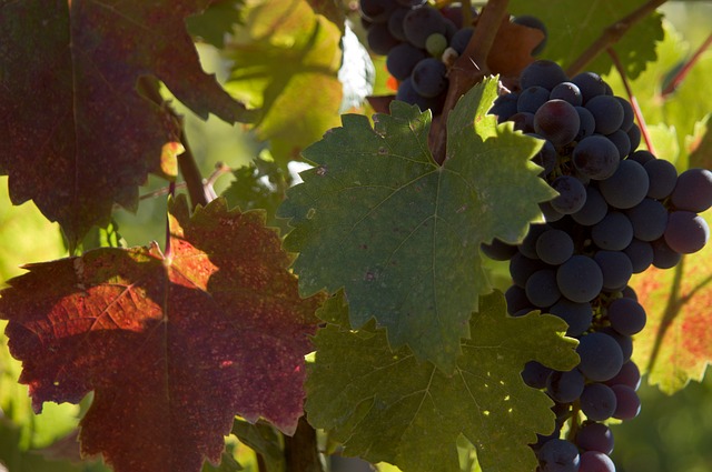 Vino, registrati 10 nuovi vitigni