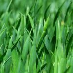 Agricoltura e reti d'impresa, dal 20 al 29 febbraio presentazione domande per credito d'imposta