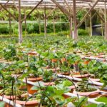 Il Ministero delle politiche agricole alimentari e forestali ha comunicato che sono operative le misure del pacchetto ‘Generazione Campolibero’. Mutui a tasso zero, credito per favorire l’imprenditoria giovanile, fondi per supportare la nascita e lo sviluppo di start up agri-food, ma anche più innovazione con il credito di imposta per il commercio elettronico di prodotti agroalimentari. Un piano da 160 milioni, tra risorse interne e fondi Ismea-Bei, che ha l’obiettivo di favorire il ricambio generazionale, sostenendo il comparto e creando nuovi sbocchi occupazionali.