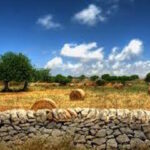Agricoltura, Conferenza Stato Regioni approva decreto su fondi di mutualizzazione