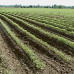Agricoltura. Pac: accordo con Abi per anticipazione fondi europei
